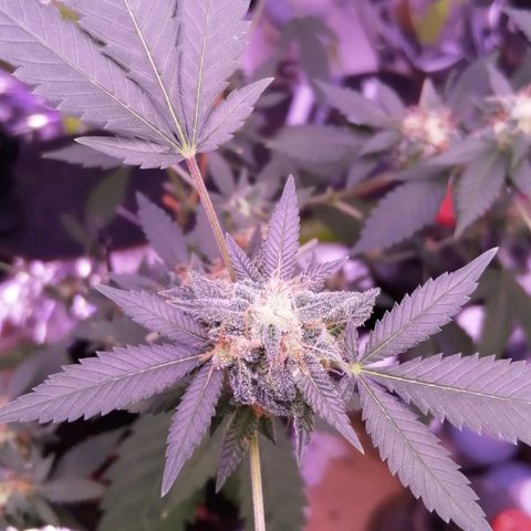 Génétique inconnue growlog timeline photo