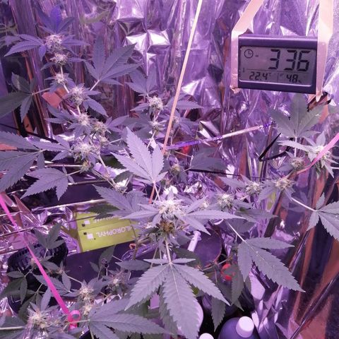 Génétique inconnue growlog timeline photo
