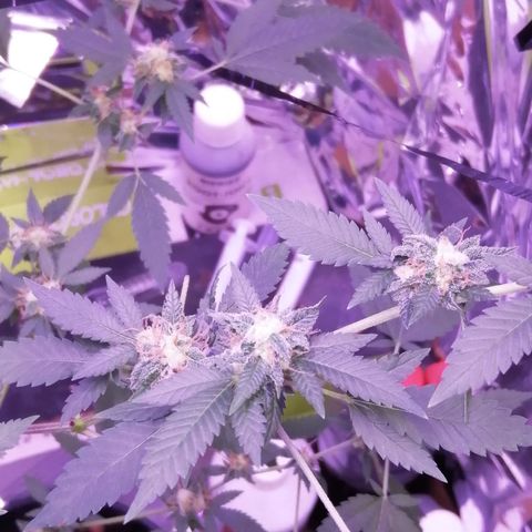 Génétique inconnue growlog timeline photo