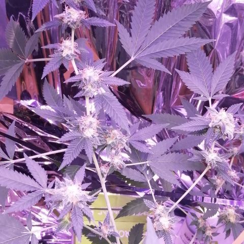 Génétique inconnue growlog timeline photo