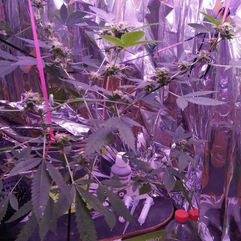Génétique inconnue growlog timeline photo