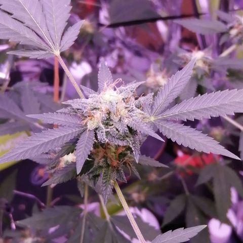 Génétique inconnue growlog timeline photo