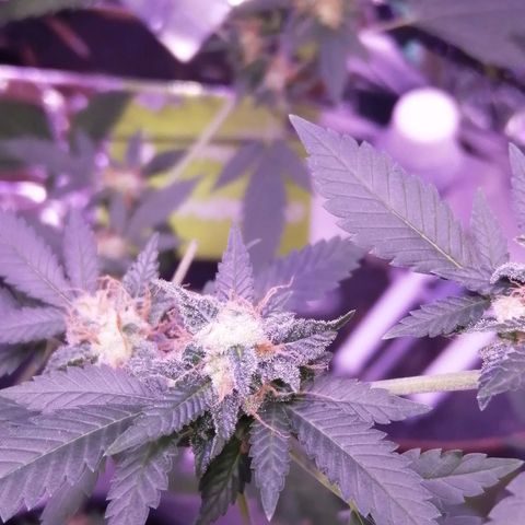 Génétique inconnue growlog timeline photo