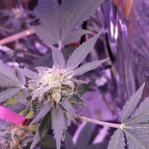 Génétique inconnue growlog timeline photo