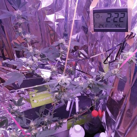 Génétique inconnue growlog timeline photo