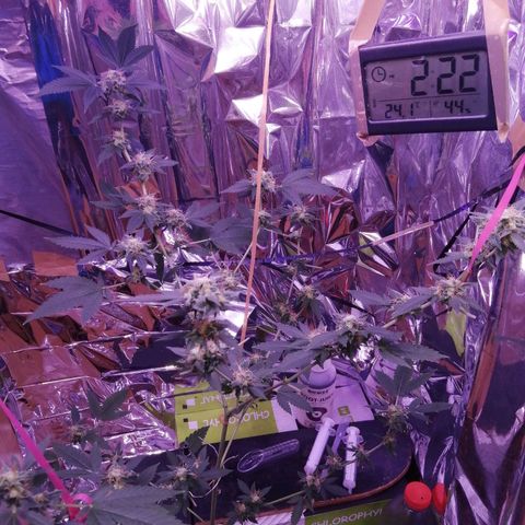 Génétique inconnue growlog timeline photo