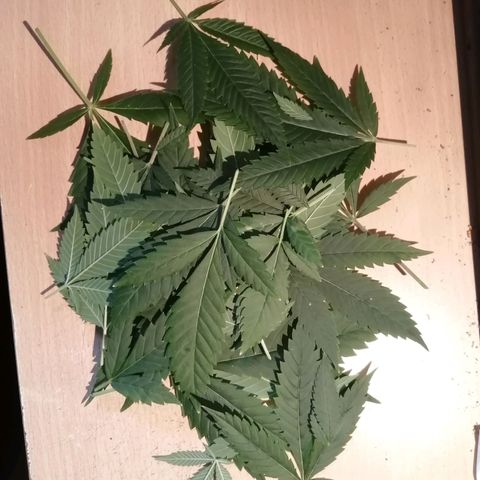 Génétique inconnue growlog timeline photo