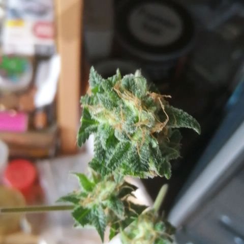 Génétique inconnue growlog timeline photo