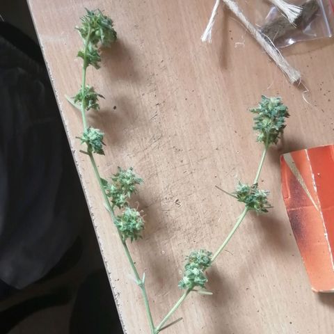 Génétique inconnue growlog timeline photo