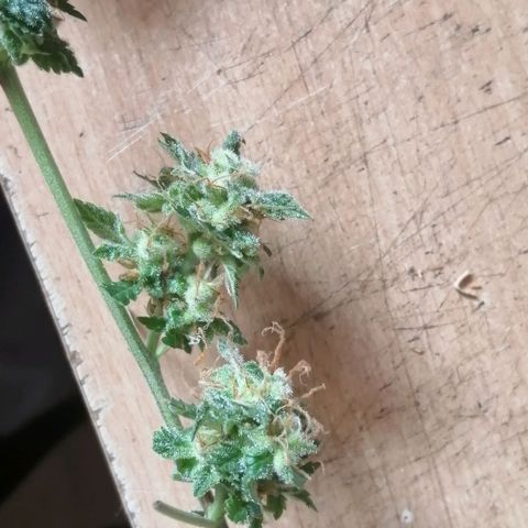 Génétique inconnue growlog timeline photo