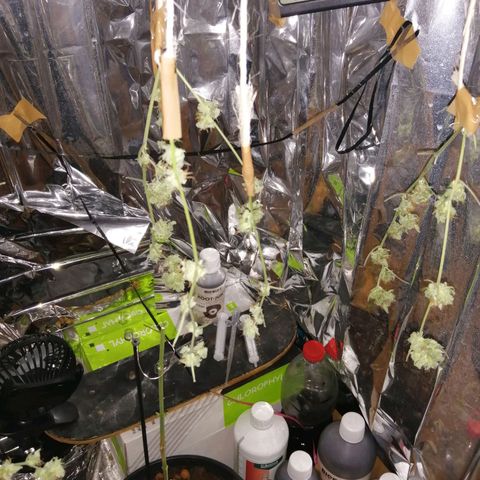 Génétique inconnue growlog timeline photo