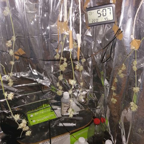 Génétique inconnue growlog timeline photo