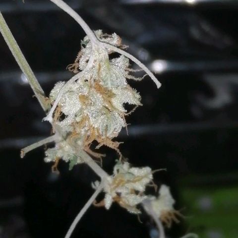 Génétique inconnue growlog timeline photo