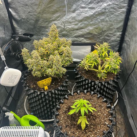 Forbidden Runtz growlog timeline photo