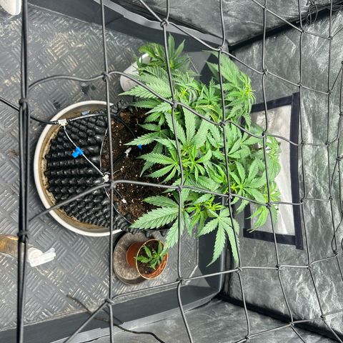 Forbidden Runtz growlog timeline photo