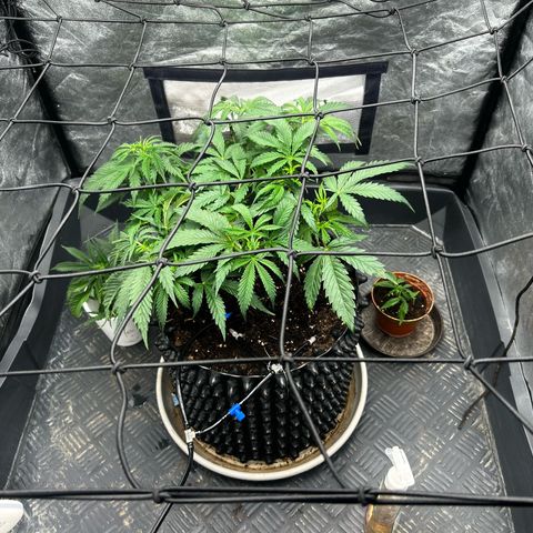 Forbidden Runtz growlog timeline photo