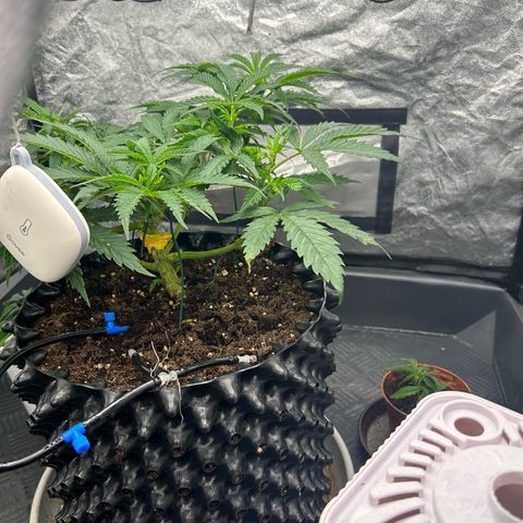 Forbidden Runtz growlog photo: Den ppfd Wert zu senken bringt sehr sehr viel! 600 ppfd völlig ausreichend 