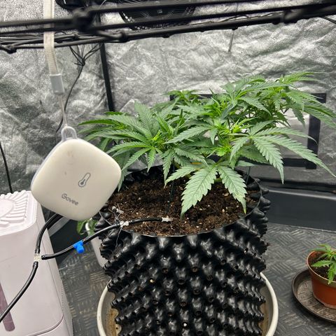 Forbidden Runtz growlog photo: 12:00