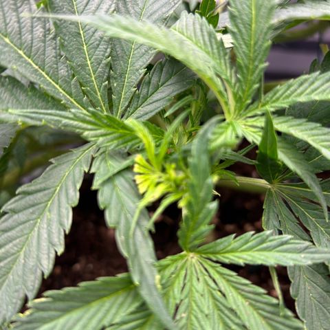 Forbidden Runtz growlog photo: Fimming 