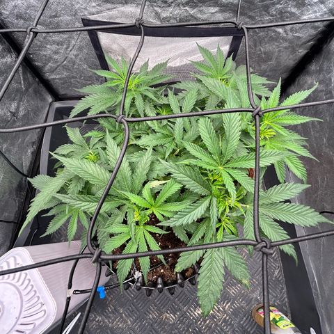 Forbidden Runtz growlog timeline photo