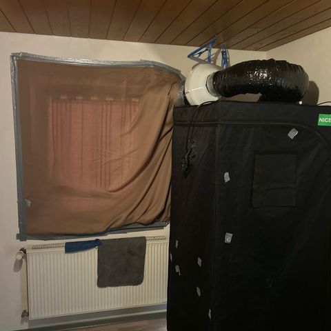 Forbidden Runtz growlog photo: Growzelt Standort gewechselt, nun am Fenster und Abluft nach draußen. Die Temperaturen ermöglichen langsam die Verbindung nach außen herzustellen. 