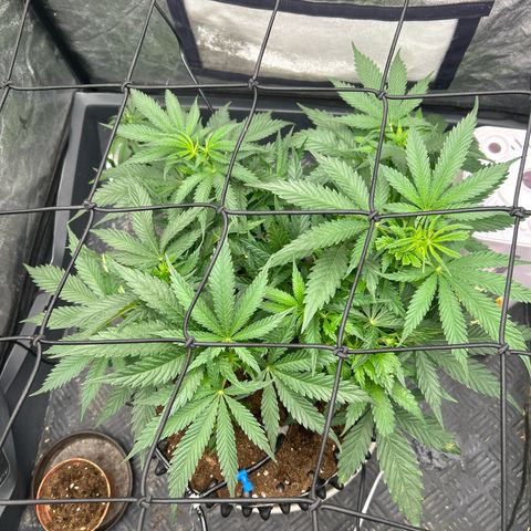Forbidden Runtz growlog photo: Licht Intensität wieder gesenkt, da sie 1050 ppfd echt nicht verträgt bin wieder auf 550-600 ppfd runter gegangen und siehe da sie wächst schön weiter 💪