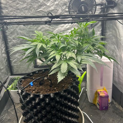 Forbidden Runtz growlog photo: Die hohe rlf hat wohl nix ausgemacht, gut zu wissen 💪