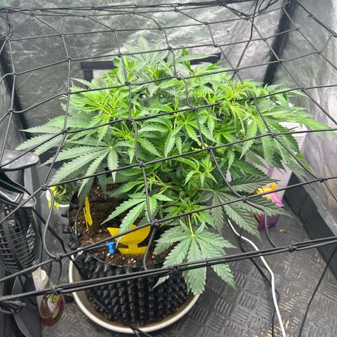 Forbidden Runtz growlog photo: Das Training zahlt sich bereits aus, sie wächst schön buschig. Jedoch habe ich stellenweise gesehen, dass die Stiele sich rötlich färben. Sie ist noch etwas gestresst von den ganzen Aktionen, nun darf sie erstmal in Ruhe weiter wachsen und sich erholen 