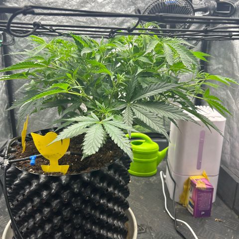 Forbidden Runtz growlog timeline photo