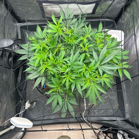 Forbidden Runtz growlog photo: So Wachstum beendet jetzt ab in die Blüte mit ihr 
