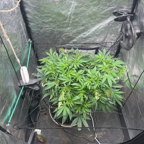 Forbidden Runtz growlog photo: Ich wird die schön 