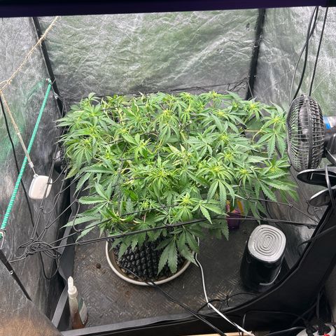 Forbidden Runtz growlog photo: Ein letztes Mal Stressen, sie hat sich schon vor paar Tagen gezeigt: sie ist eine Lady ❤️