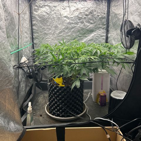 Forbidden Runtz growlog photo: Ein letztes Mal Stressen, sie hat sich schon vor paar Tagen gezeigt: sie ist eine Lady ❤️
