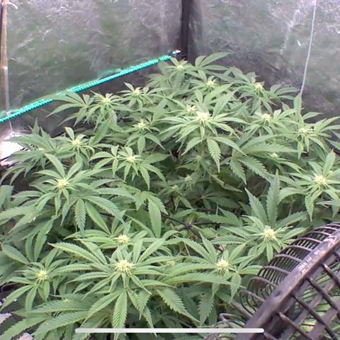 Forbidden Runtz growlog timeline photo