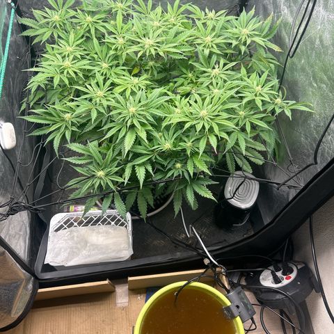 Forbidden Runtz growlog photo: Mächtig 👌