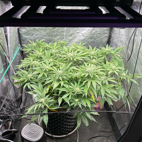 Forbidden Runtz growlog timeline photo