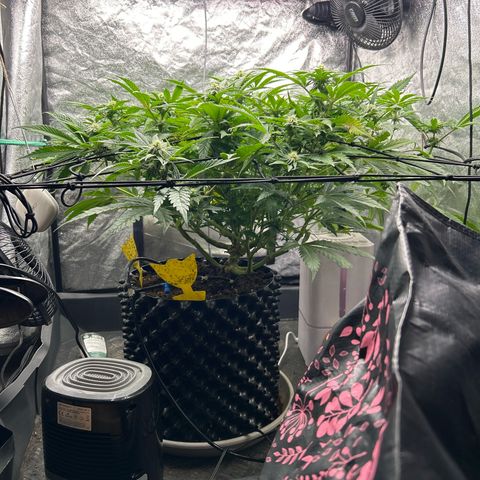 Forbidden Runtz growlog timeline photo