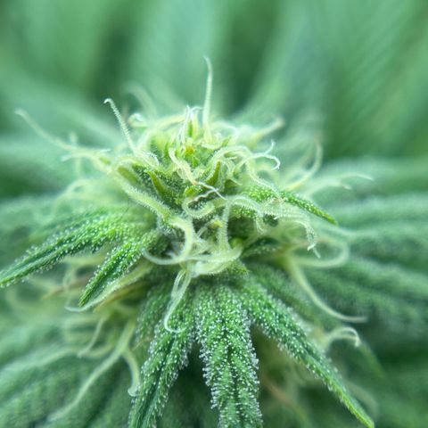 Forbidden Runtz growlog timeline photo