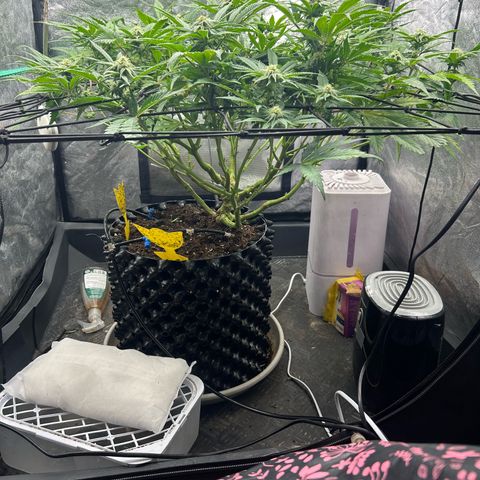 Forbidden Runtz growlog photo: Gestern lollipoppen hat so wie es aussieht gut geklappt. 
Die lichteinstellung ist finde ich, echt problematisch. Zu wenig = zu wenig ernte, Zuviel = lichtstress