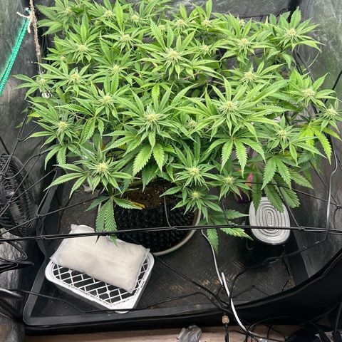 Forbidden Runtz growlog photo: Gestern lollipoppen hat so wie es aussieht gut geklappt. 
Die lichteinstellung ist finde ich, echt problematisch. Zu wenig = zu wenig ernte, Zuviel = lichtstress