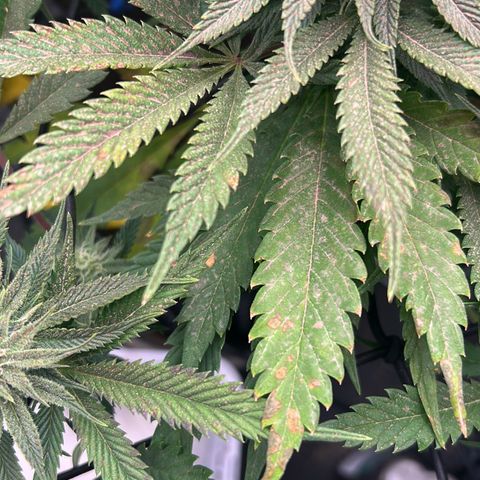 Forbidden Runtz growlog photo: Ich habe jetzt Bio bizz Bloom bestellt, vermutlich ist in dem Green Power zu wenig Phosphor. Sie zeigt nen Mangel an ich hoffe ich täusche nicht 