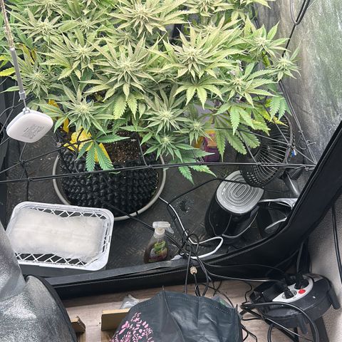 Forbidden Runtz growlog photo: Ich habe jetzt Bio bizz Bloom bestellt, vermutlich ist in dem Green Power zu wenig Phosphor. Sie zeigt nen Mangel an ich hoffe ich täusche nicht 