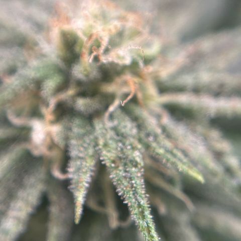 Forbidden Runtz growlog photo: Ich habe jetzt Bio bizz Bloom bestellt, vermutlich ist in dem Green Power zu wenig Phosphor. Sie zeigt nen Mangel an ich hoffe ich täusche nicht 