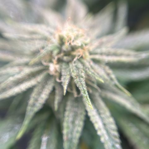 Forbidden Runtz growlog photo: Ich habe jetzt Bio bizz Bloom bestellt, vermutlich ist in dem Green Power zu wenig Phosphor. Sie zeigt nen Mangel an ich hoffe ich täusche nicht 