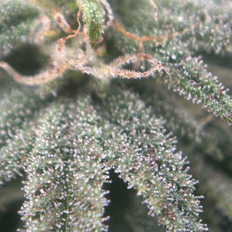 Forbidden Runtz growlog photo: Ich habe jetzt Bio bizz Bloom bestellt, vermutlich ist in dem Green Power zu wenig Phosphor. Sie zeigt nen Mangel an ich hoffe ich täusche nicht 