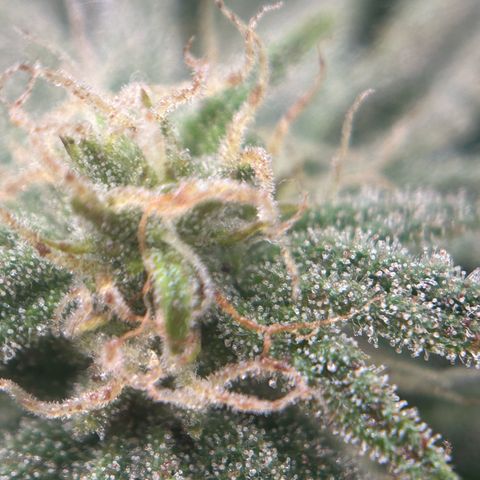 Forbidden Runtz growlog photo: Ich habe jetzt Bio bizz Bloom bestellt, vermutlich ist in dem Green Power zu wenig Phosphor. Sie zeigt nen Mangel an ich hoffe ich täusche nicht 
