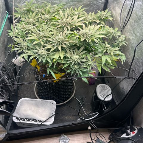 Forbidden Runtz growlog timeline photo
