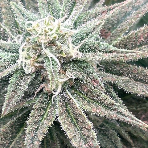 Forbidden Runtz growlog timeline photo