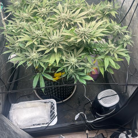 Forbidden Runtz growlog timeline photo