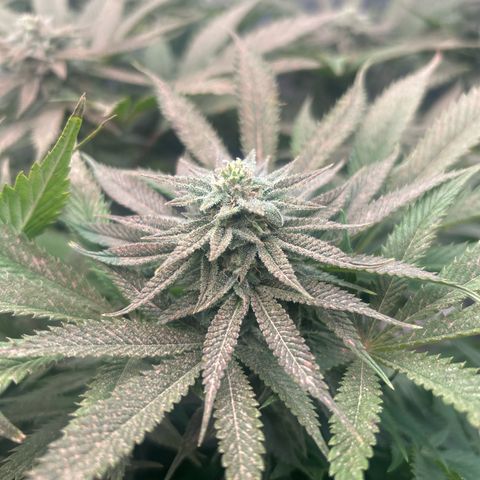 Forbidden Runtz growlog timeline photo